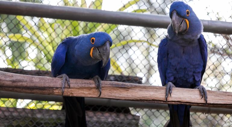 Zoo de BH