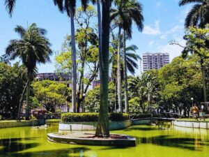 Um lago verde cercado por palmeiras e árvores em um parque urbano