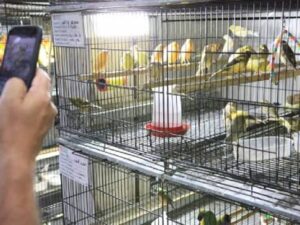 Mercado Central de Belo Horizonte pode ser afetado por projeto que restringe a venda de animais vivos em locais de grande fluxo turístico
