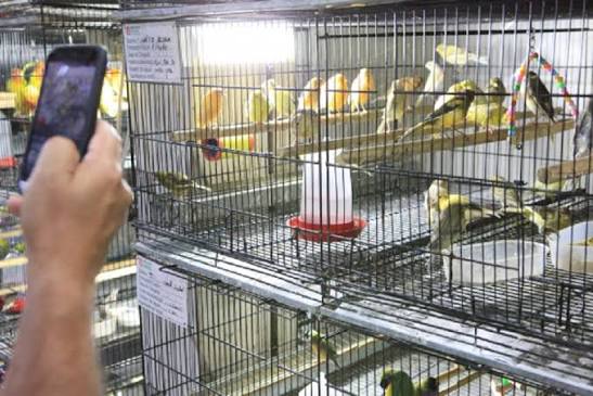 Mercado Central de Belo Horizonte pode ser afetado por projeto que restringe a venda de animais vivos em locais de grande fluxo turístico