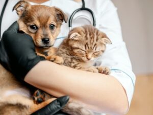 Feira de adoção reúne cães e gatos neste sábado em BH