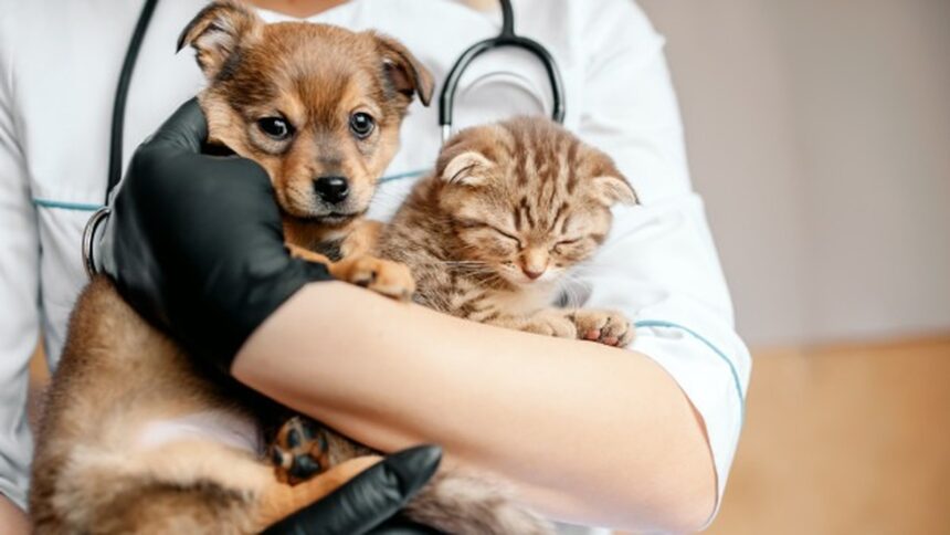 Feira de adoção reúne cães e gatos neste sábado em BH