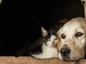 Mais de 200 mil cães e gatos foram vacinados contra a raiva durante o Dia D em Belo Horizonte