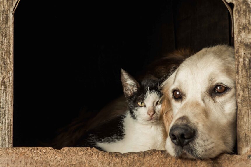 Mais de 200 mil cães e gatos foram vacinados contra a raiva durante o Dia D em Belo Horizonte
