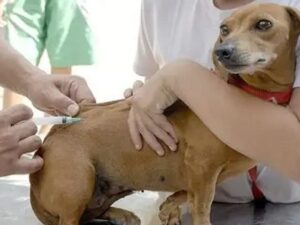 Pessoa vacinando cachorro marrom que está sendo segurado por outra pessoa