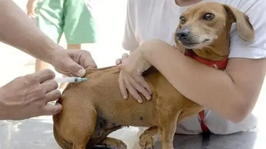 Pessoa vacinando cachorro marrom que está sendo segurado por outra pessoa