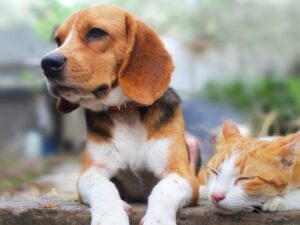Cão beagle marrom, preto e branco com gato laranja e branco dormindo lado a lado