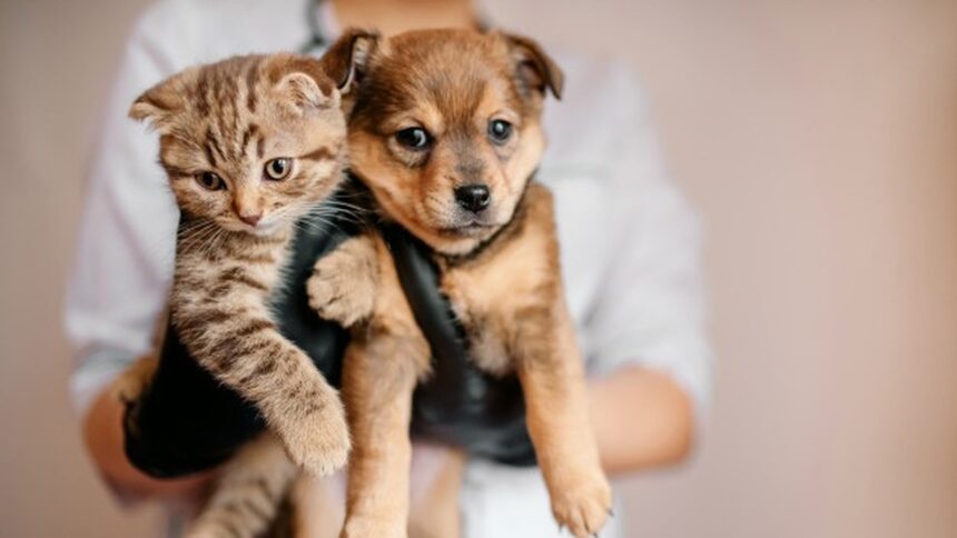 Lei sobre venda de animais em BH estabelece novas regras