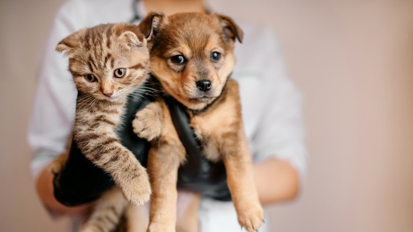 Nova lei sobre venda de animais em Belo Horizonte entra em vigor