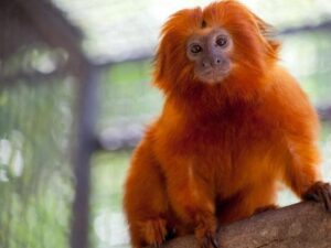 Mico-leão-dourado de pelagem laranja brilhante sentado em um galho, olhando para frente