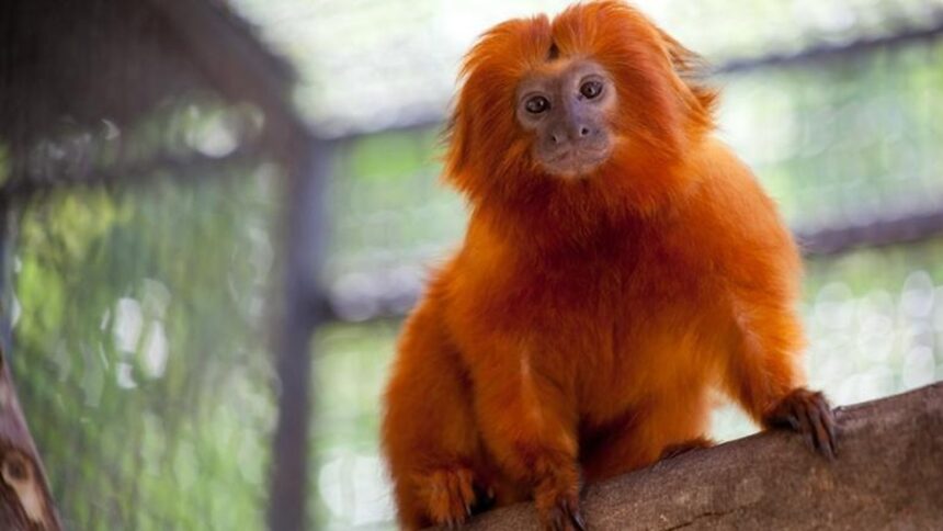 Mico-leão-dourado de pelagem laranja brilhante sentado em um galho, olhando para frente