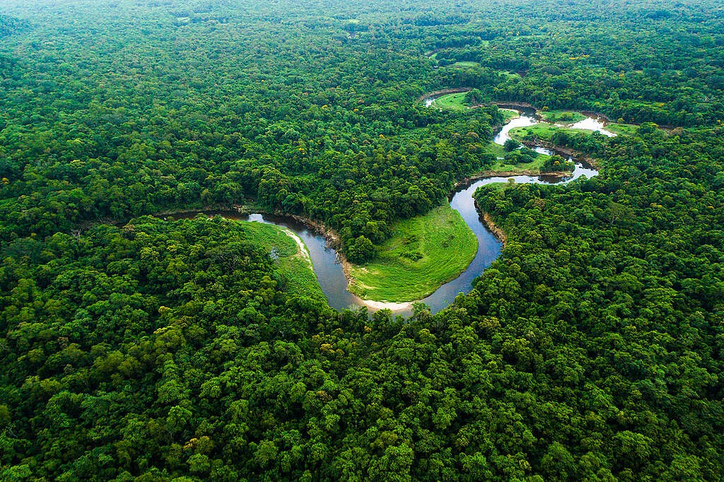 A Amazônia reúne uma das maiores biodiversidades do planeta e ocupa diferentes países da América do Sul
