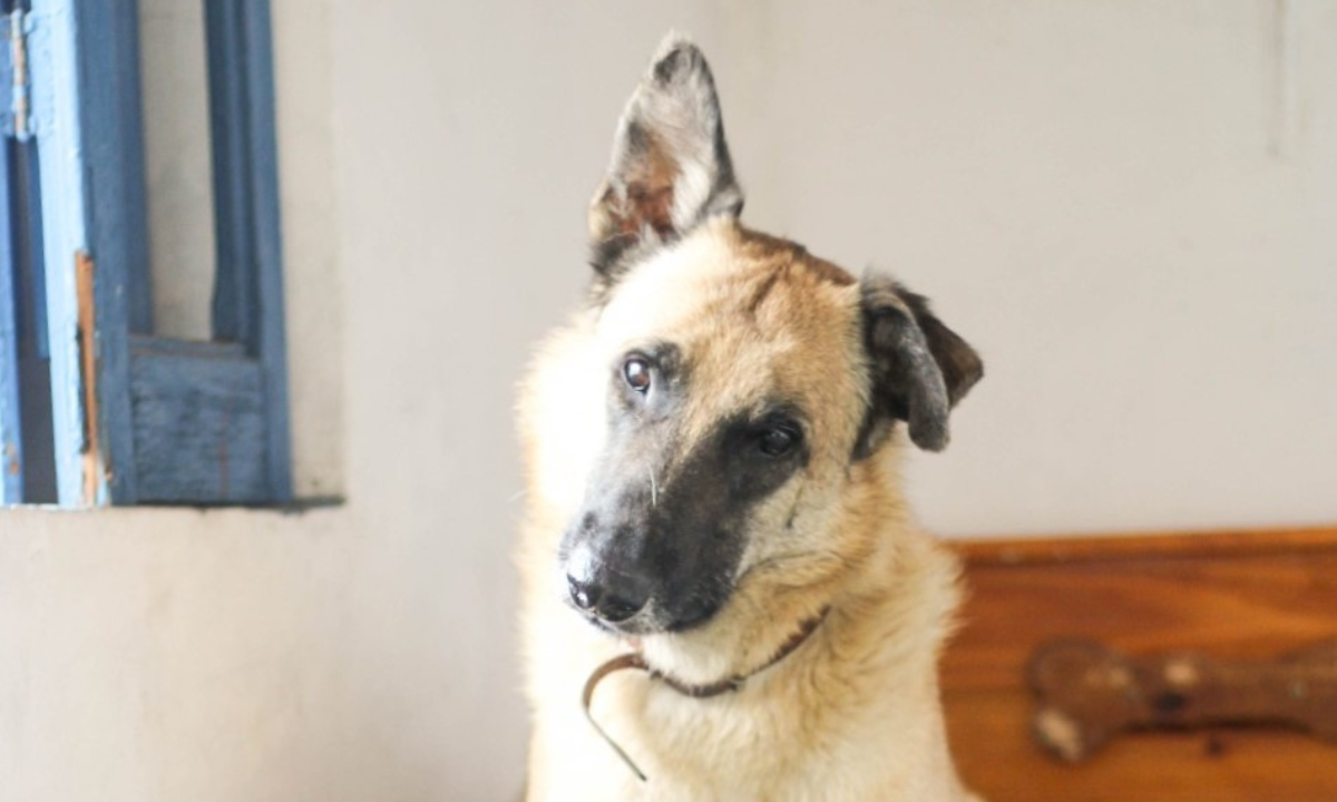  - (foto: ILY Pets)