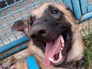 Digão