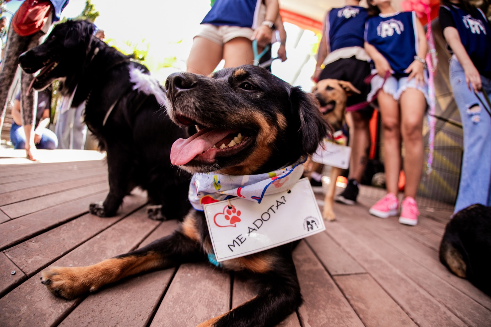 Feira de adoção reúne cães e gatos em busca de um lar neste sábado em BH