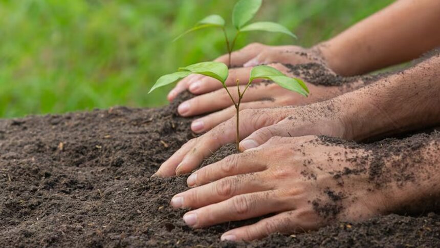 plantio de mudas em BH no Parque do Palácio
