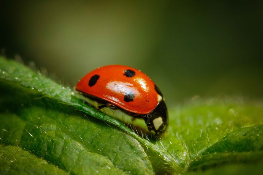 Joaninhas e crisopídeos são utilizados no controle natural de pragas em hortas, jardins e áreas verdes