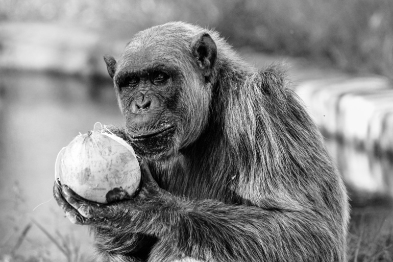 Chimpanzé Serafim no Zoo de BH