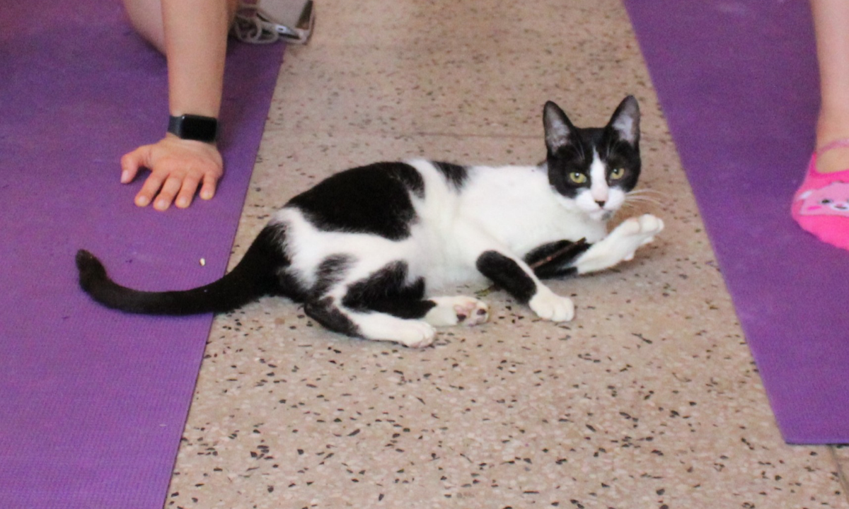 Sorte - (foto: ILY Pet)