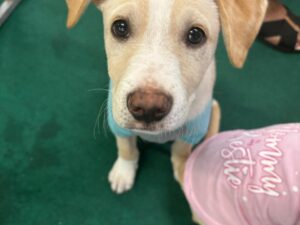 Cães e gatos participam de ação de adoção que busca novos lares para os animais