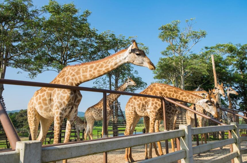 Zoológico de Belo Horizonte passa a oferecer a compra antecipada de ingressos pela internet.