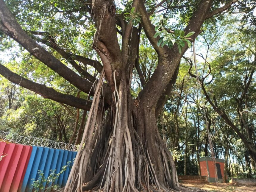 Parque Alexander Brandt, em Venda Nova, recebe atividade gratuita de educação ambiental com caminhada interpretativa pela área verde. Foto: Divulgação/PBH