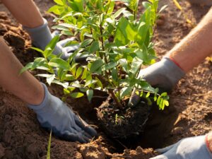 Plantio de mudas nativas no Parque das Mangabeiras, em Belo Horizonte